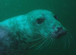 A Seal of the Farne Islands,Northumberland. by Ian Palmer 